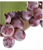 浦江巨峰葡萄五斤装 商品缩略图0