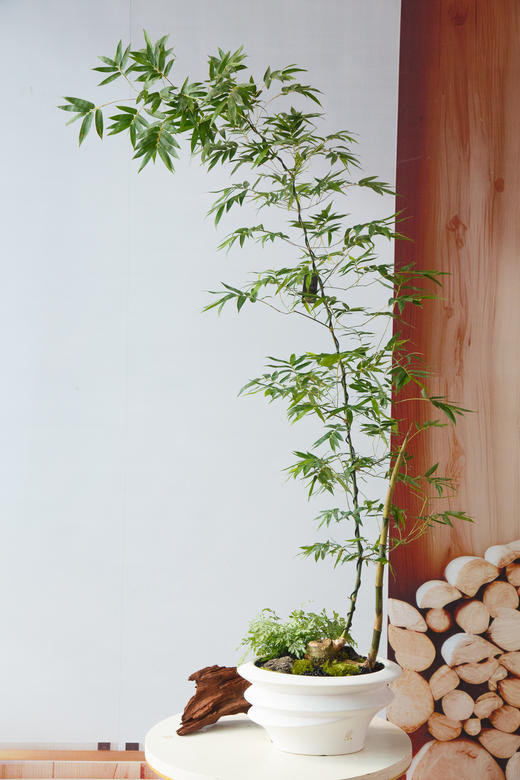 造型勒竹 商品图0