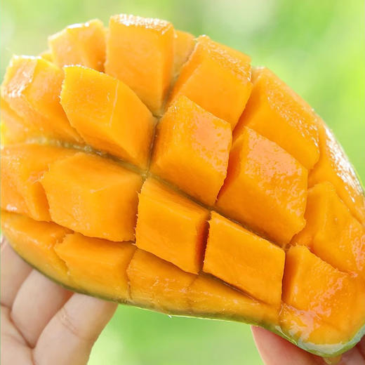 【细腻爽口】桂七芒果 1000g/份 商品图2