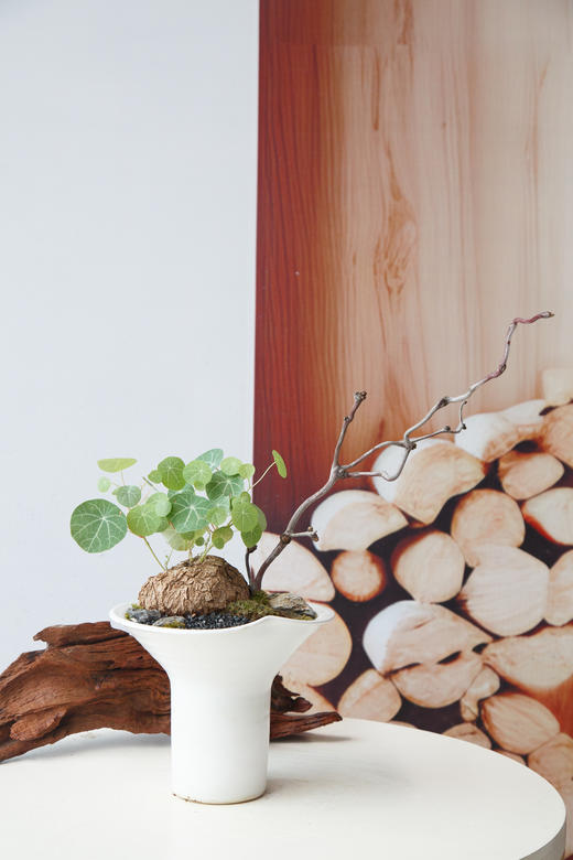 山乌龟 商品图0