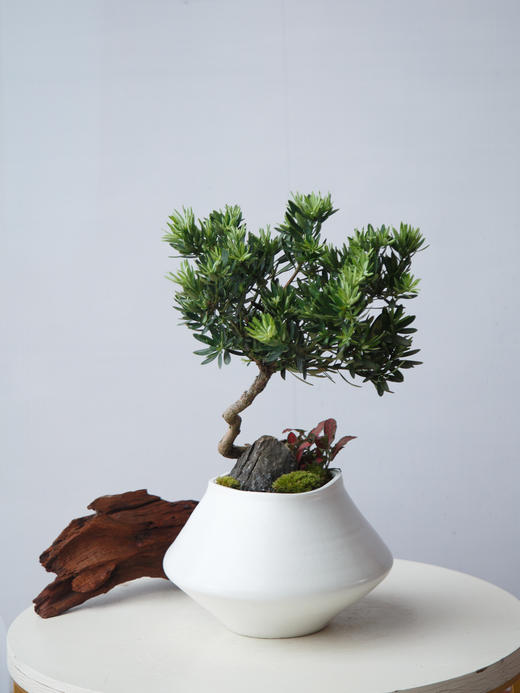 罗汉松 商品图0