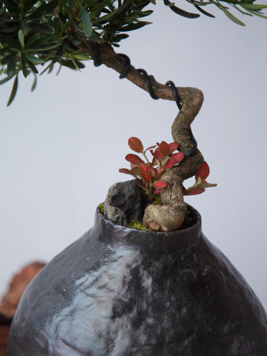 罗汉松 商品图1