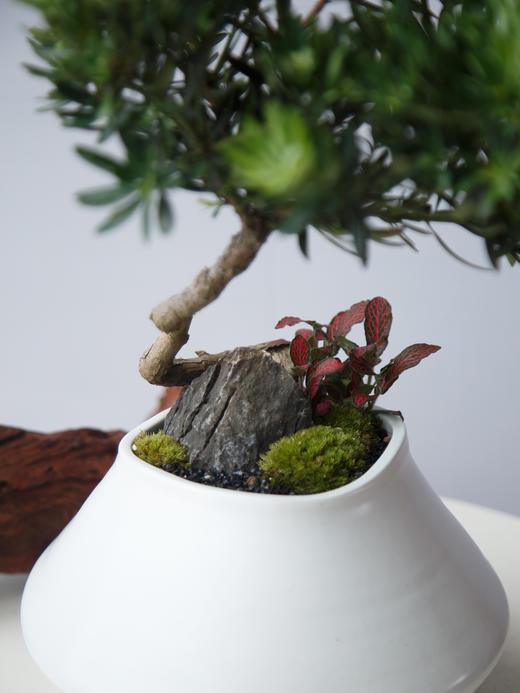 罗汉松 商品图1