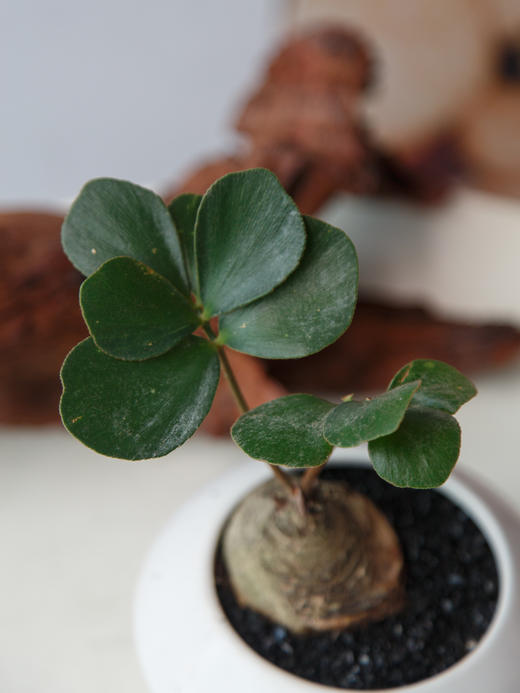 墨西哥铁 商品图1