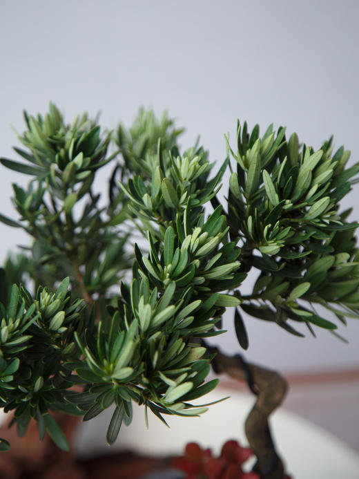 罗汉松 商品图2