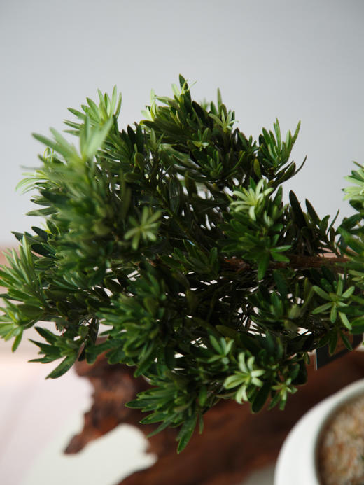 造型罗汉松 商品图2