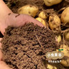 有机黄心羊粪土豆 5斤 | 合作农友生产，来自河北张家口，生产者：野菜夫人 *【公平贸易农人定价】 商品缩略图9