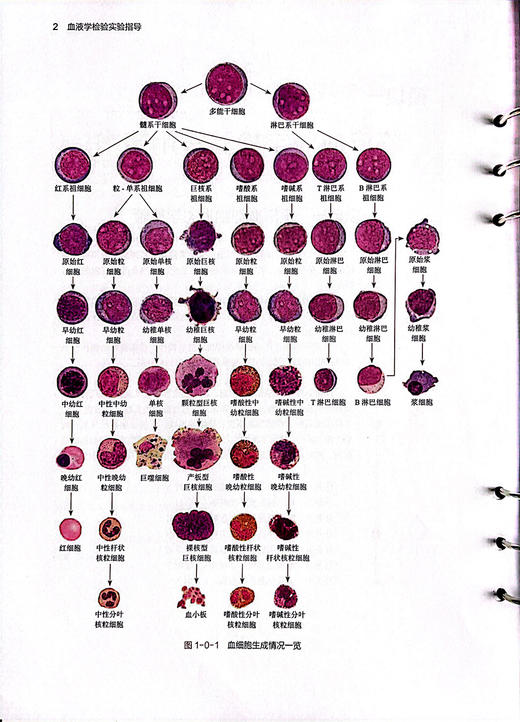 血液学检验实验指导(创新教材/配增值正常血细胞形态学检验 骨髓细胞形态学检验 血细胞化学染色 人民卫生出版社9787117359733 商品图4