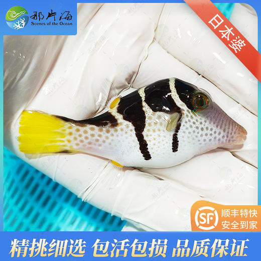 日本婆Canthigaster valentini 商品图1