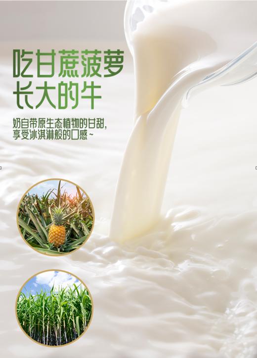 告别乳糖不耐受！左江水牛奶【a2β-酪蛋白水牛纯牛奶】甄选摩拉水牛+A2型奶牛！更亲和 更易吸收 拒绝添加 100%原奶搬运 奶味十足 淡淡清甜 商品图2