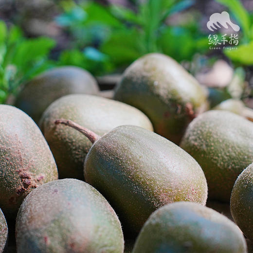 生态红心猕猴桃（赠送活动）| 合作生产*Ecological red heart kiwi |  Partner Production 商品图2