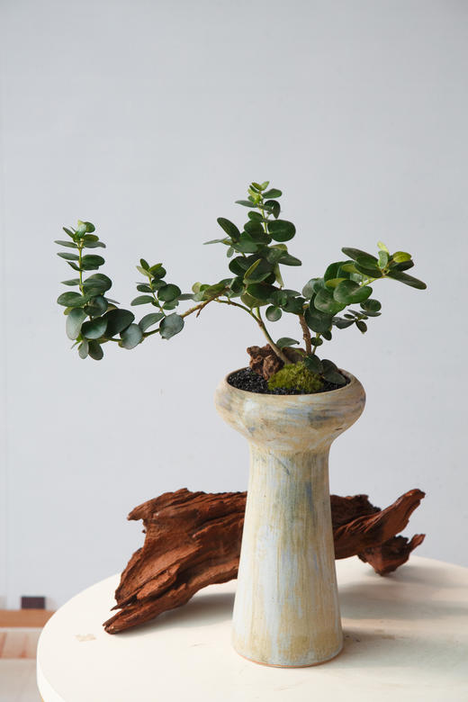 造型串钱木 商品图0