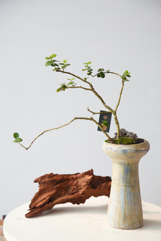 造型串钱木 商品图0