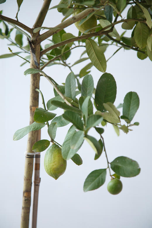 香水柠檬 商品图2