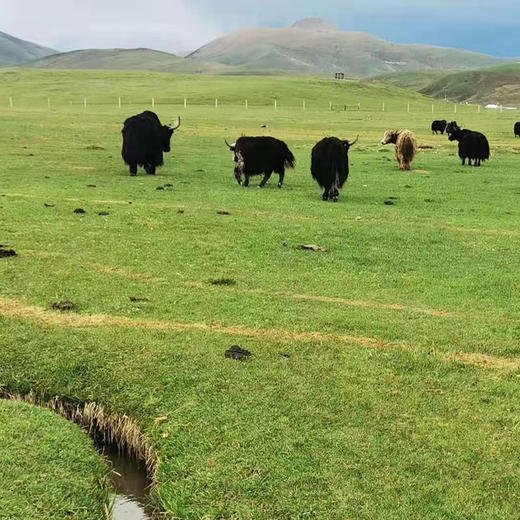慢烤黑椒牦牛肉（有机牦牛肉加工）  128g/盒 商品图4
