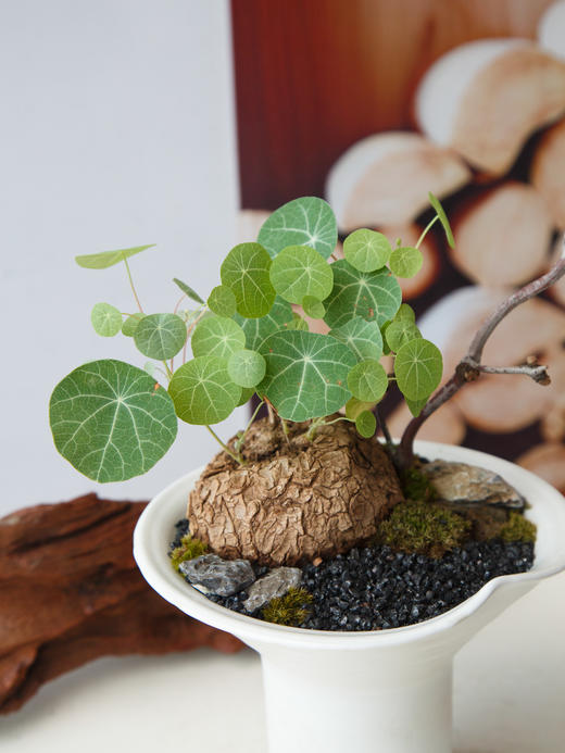 山乌龟 商品图1