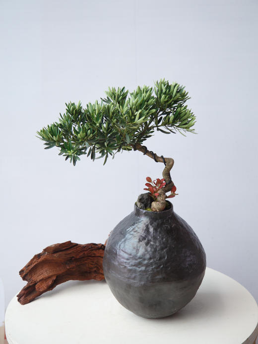 罗汉松 商品图0