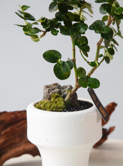 造型串钱木 商品图1