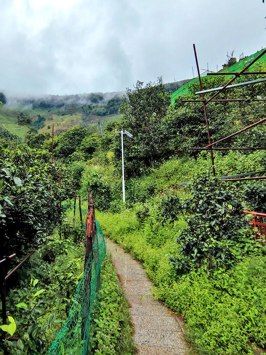 【不足10饼】【冰岛特大树】2023年头春冰岛茶区6棵特大古树，采用獨家无极拼配技艺357g/饼 商品图9