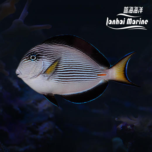 红海骑士 商品图0