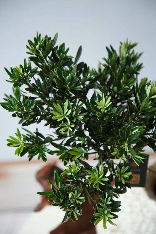 造型罗汉松 商品图2