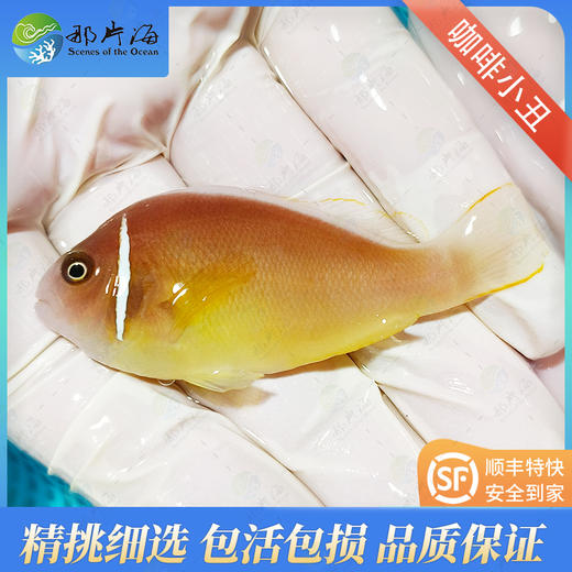 咖啡小丑Amphiprion perideraion 商品图1