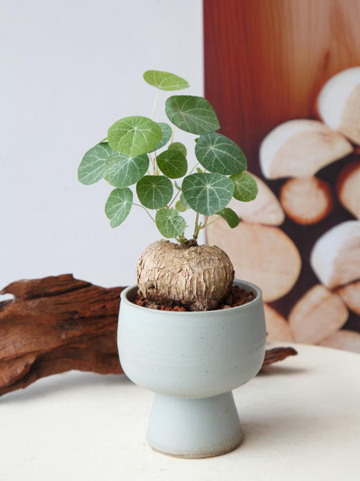 山乌龟 商品图2