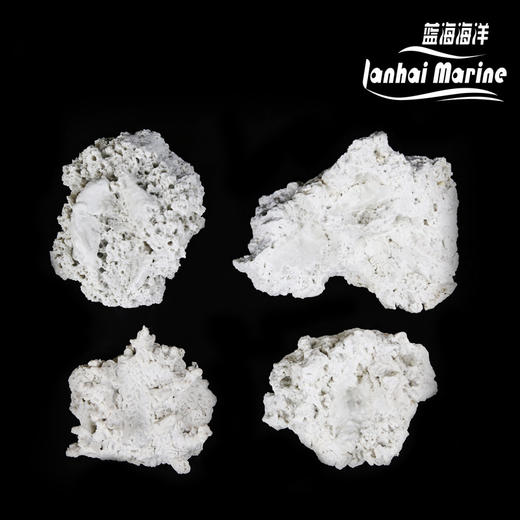 砗磲贝壳基座 商品图0