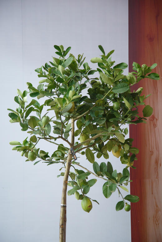 香水柠檬 商品图1