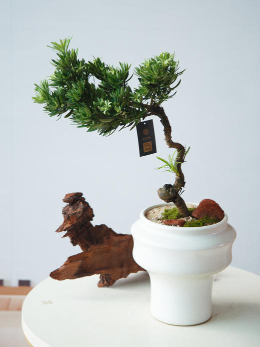 造型罗汉松 商品图0