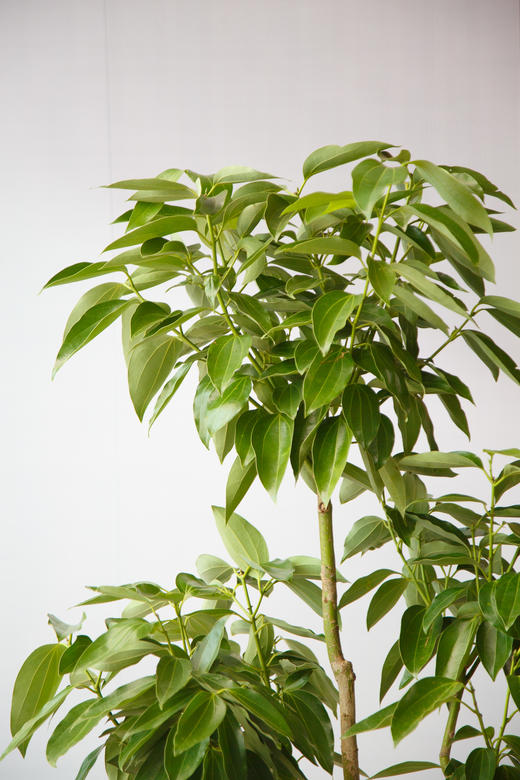 平安树 商品图2