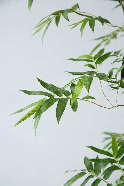 造型勒竹 商品图2