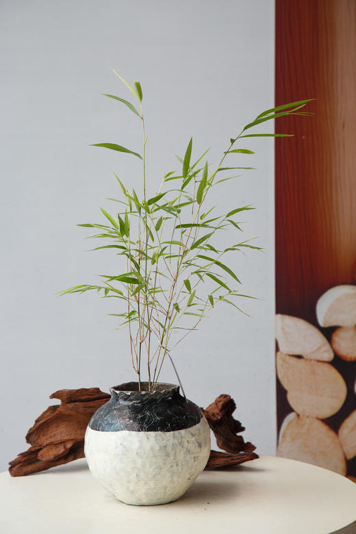 内门竹 商品图0