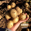 有机黄心羊粪土豆 5斤 | 合作农友生产，来自河北张家口，生产者：野菜夫人 *【公平贸易农人定价】 商品缩略图10