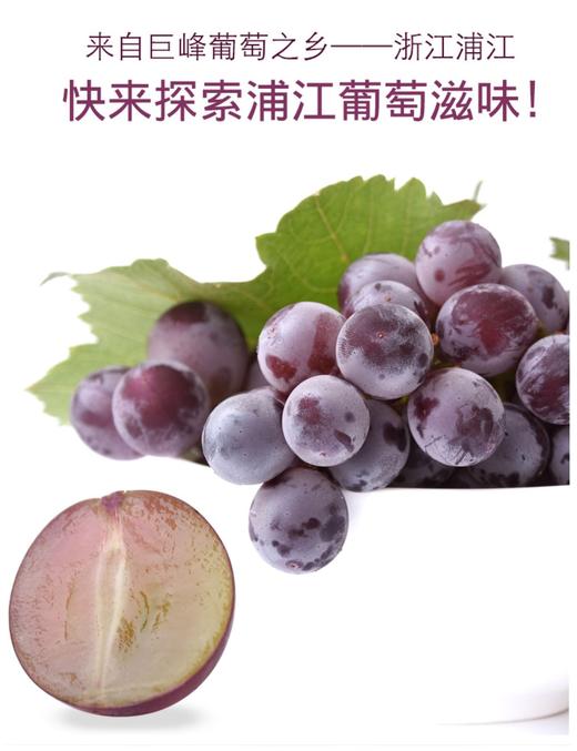 浦江巨峰葡萄五斤装 商品图2