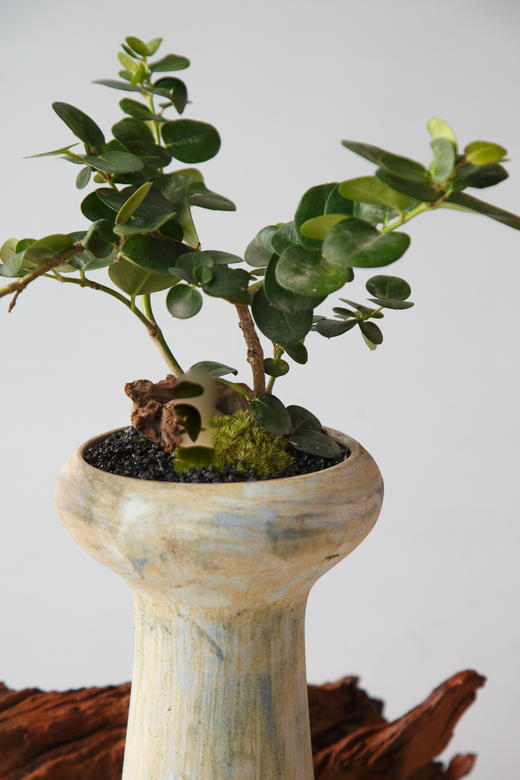 造型串钱木 商品图1