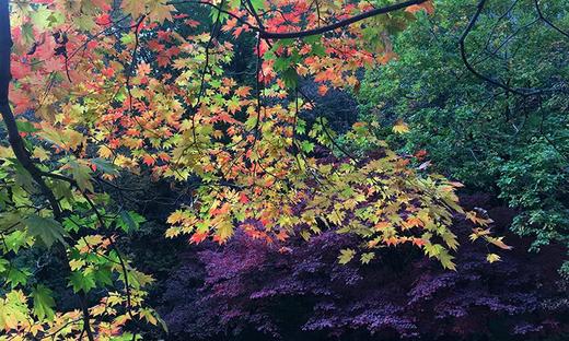 户外@【梦幻东北】赏秋龙湾群/老边沟/关门山/红海滩，长白山，穿越中华枫叶大道6天 商品图3