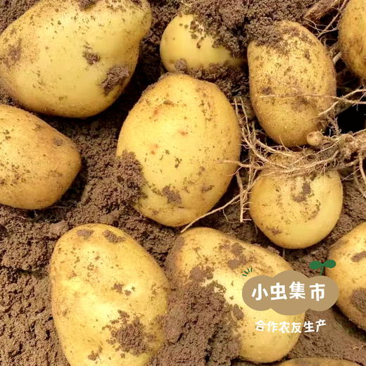 有机黄心羊粪土豆 5斤 | 合作农友生产，来自河北张家口，生产者：野菜夫人 *【公平贸易农人定价】 商品图3