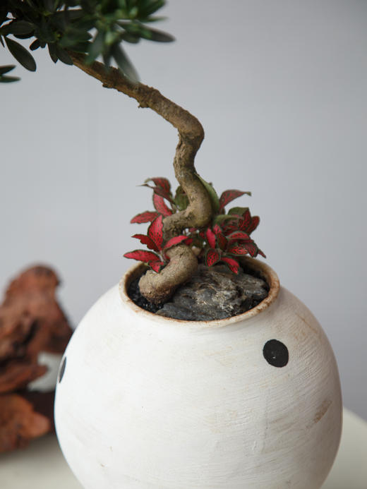 罗汉松 商品图1