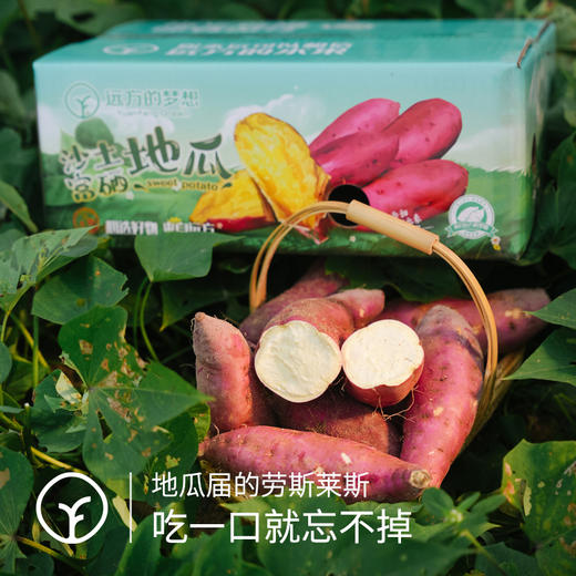 桥头沙土富硒地瓜5斤装/8斤装 商品图4