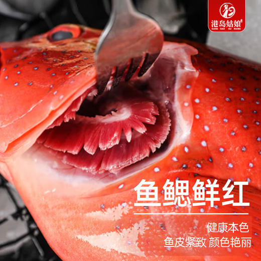 港岛姑娘 深海东星斑深海鱼红石斑味美鲜甜肉质弹嫩活冻 商品图3