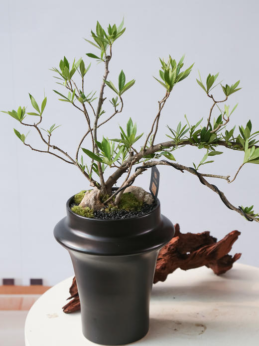 造型栀子花 商品图1