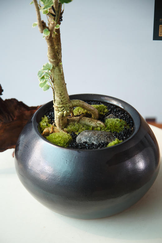 花叶福禄桐 商品图1