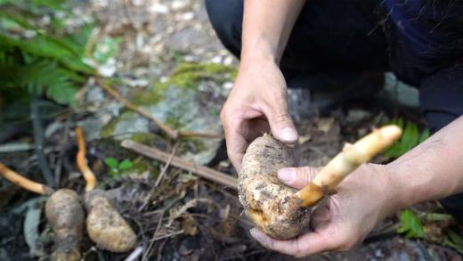 纯野生乌天麻 |  木里高山牧场附近的原始森林250克/包 商品图2