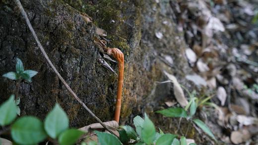 纯野生乌天麻 |  木里高山牧场附近的原始森林250克/包 商品图0