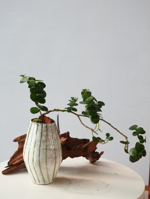 造型串钱木 商品图0