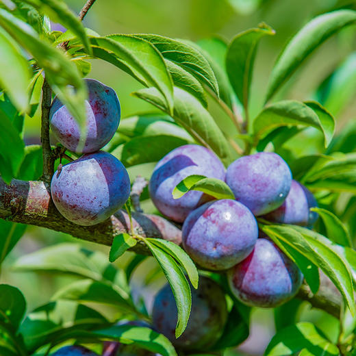 龙滩珍珠李 5斤装礼盒（两广外） 商品图8