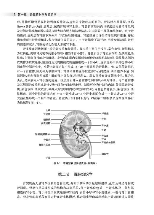 肾脏药理学 肾功能障碍的病理机制和研究方法 正常和异常状态下的肾脏药物代谢动力学 人民卫生出版社 9787117338080 商品图2