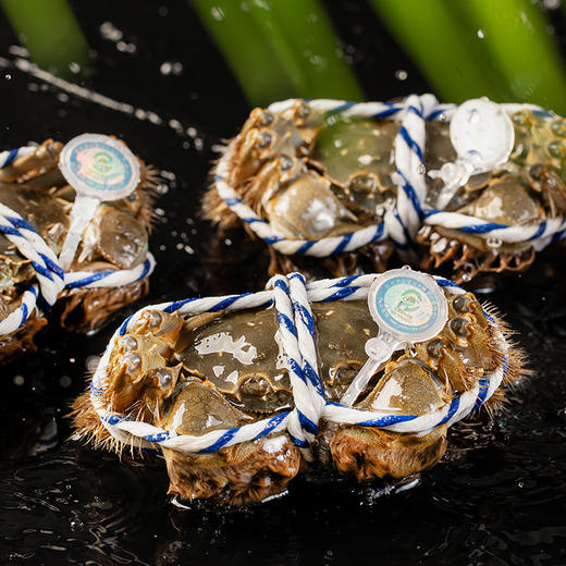 【阳澄湖大闸蟹礼卡】新孟河阳澄湖 X1288型礼券  3两母蟹*3只+4两公蟹*3只    精美礼卡  生态养殖  出口品质  顺丰速运 商品图6