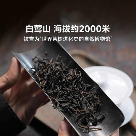 2024年春云南白莺山千年单株生普50g/罐 商品图1